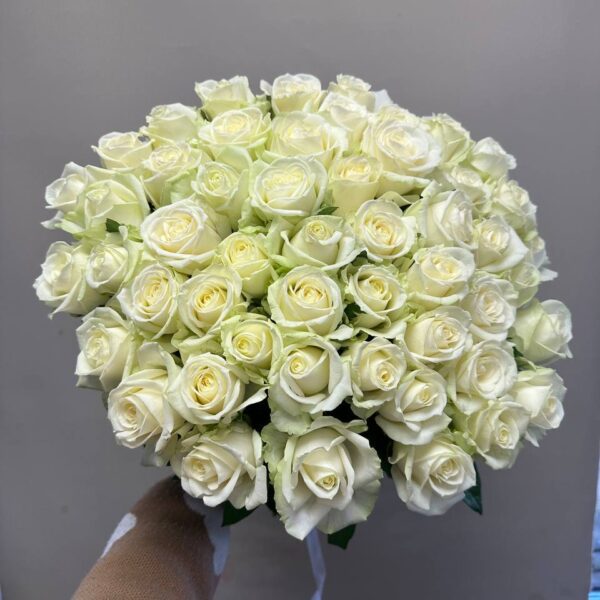 51 белая роза Россия