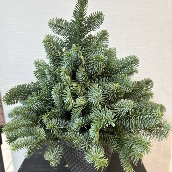 Новогодняя елка